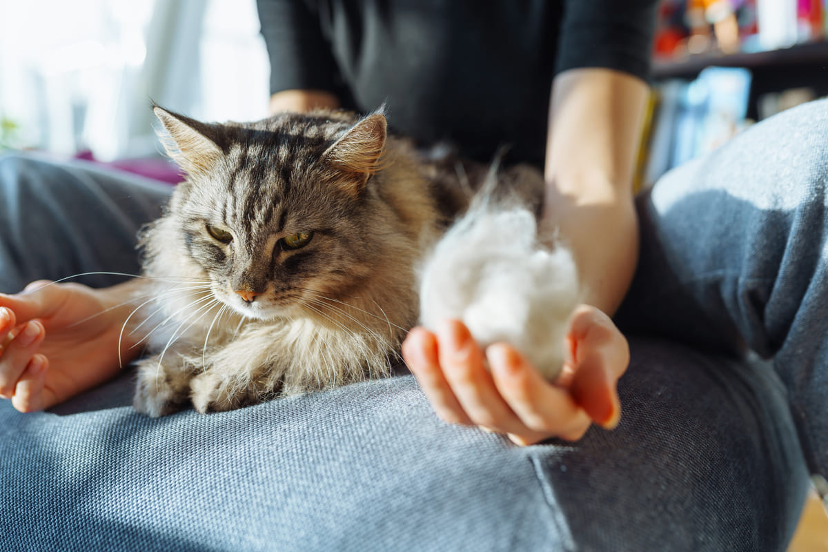 kadının elindeki tüy yumağına bakan kedi