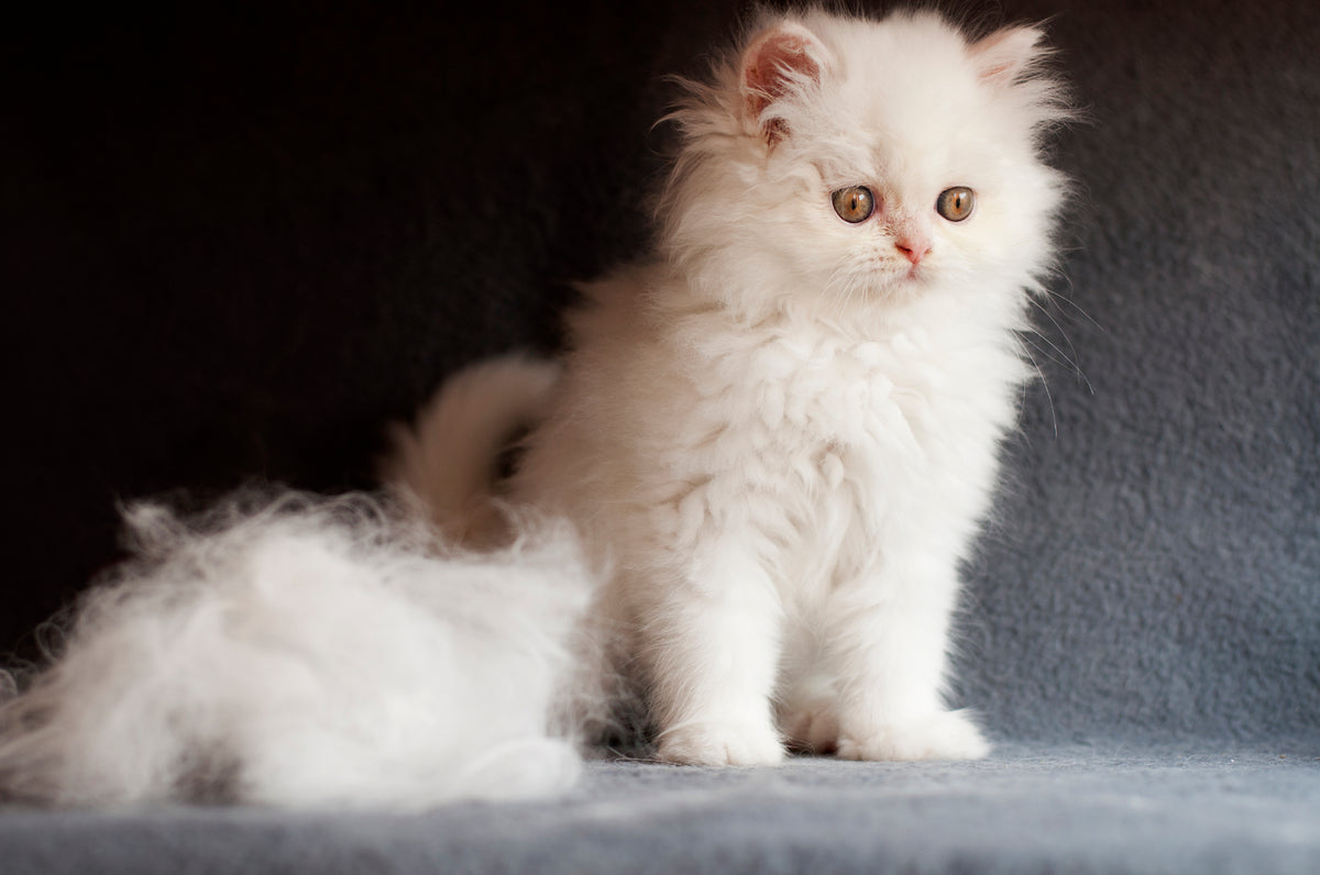 beyaz tüylü yavru kedi ve tüy yumağı