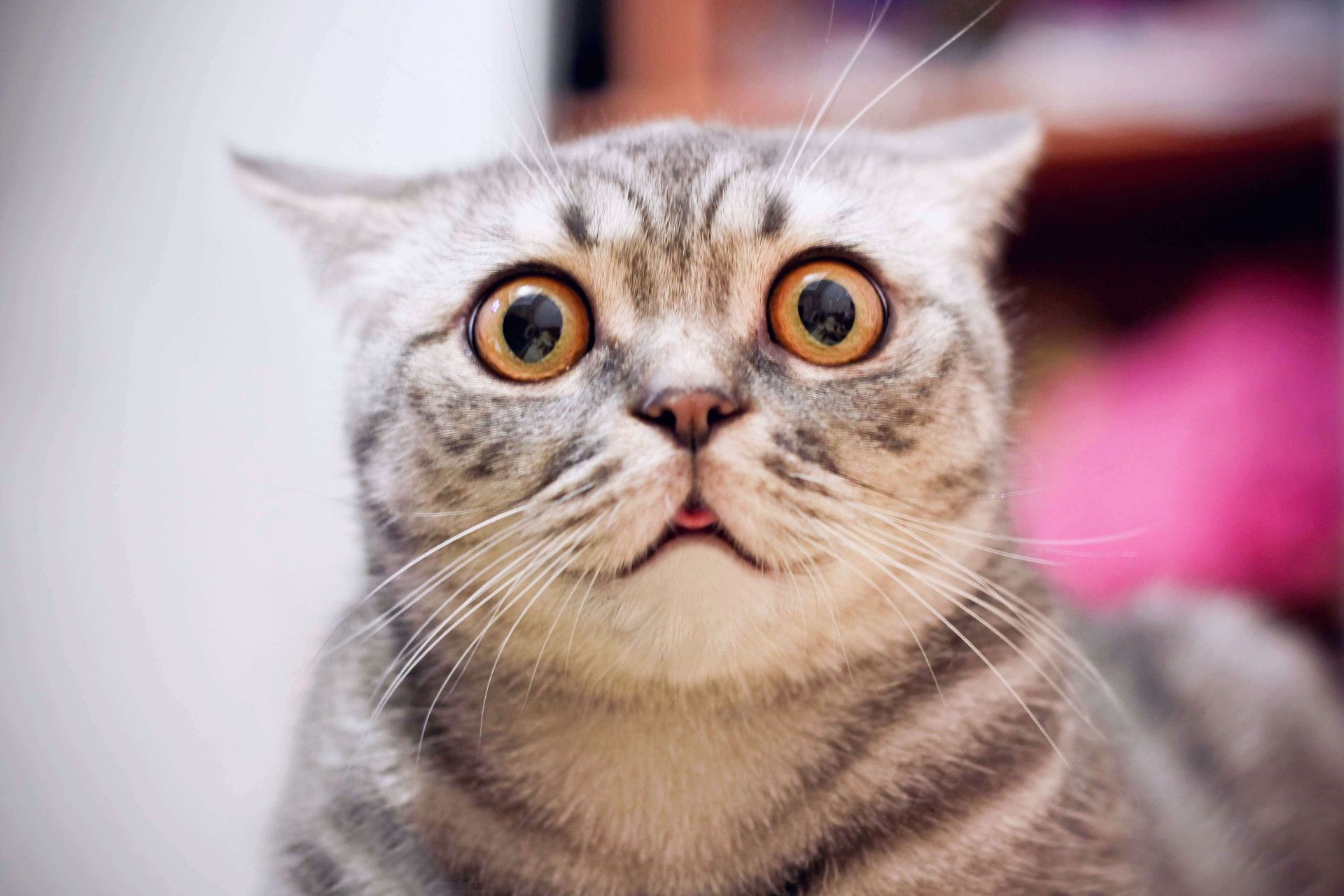 gözleri açılmış gri kedi