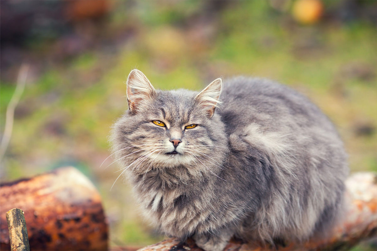 açık alanda oturan gri kedi