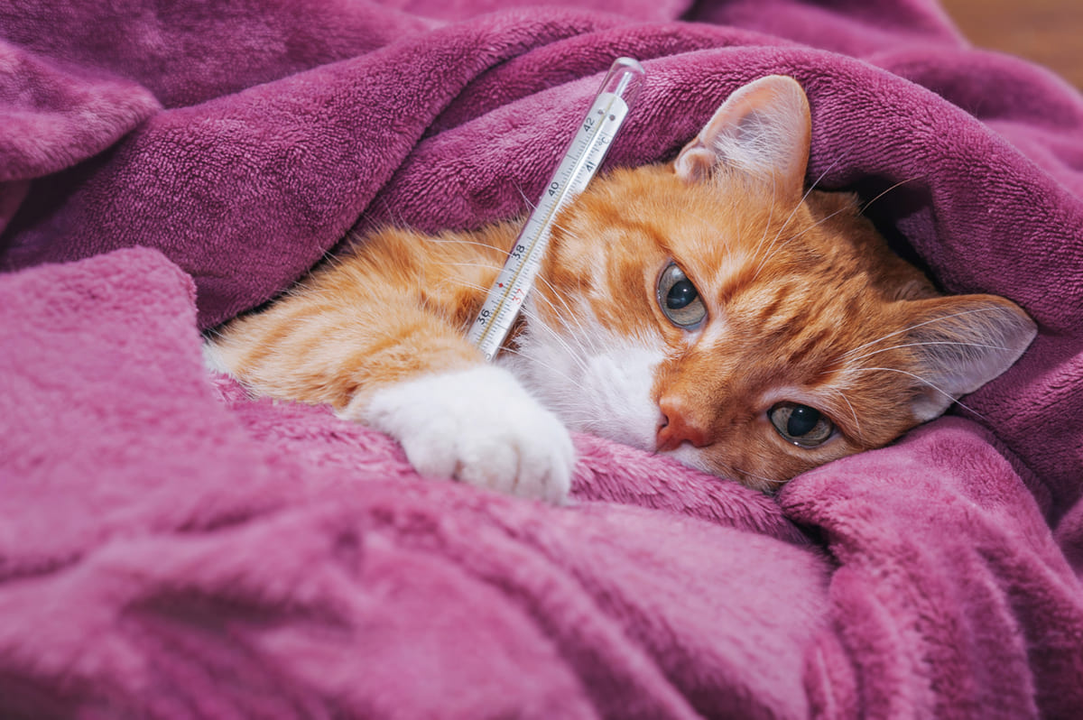 hasta yatan kedi