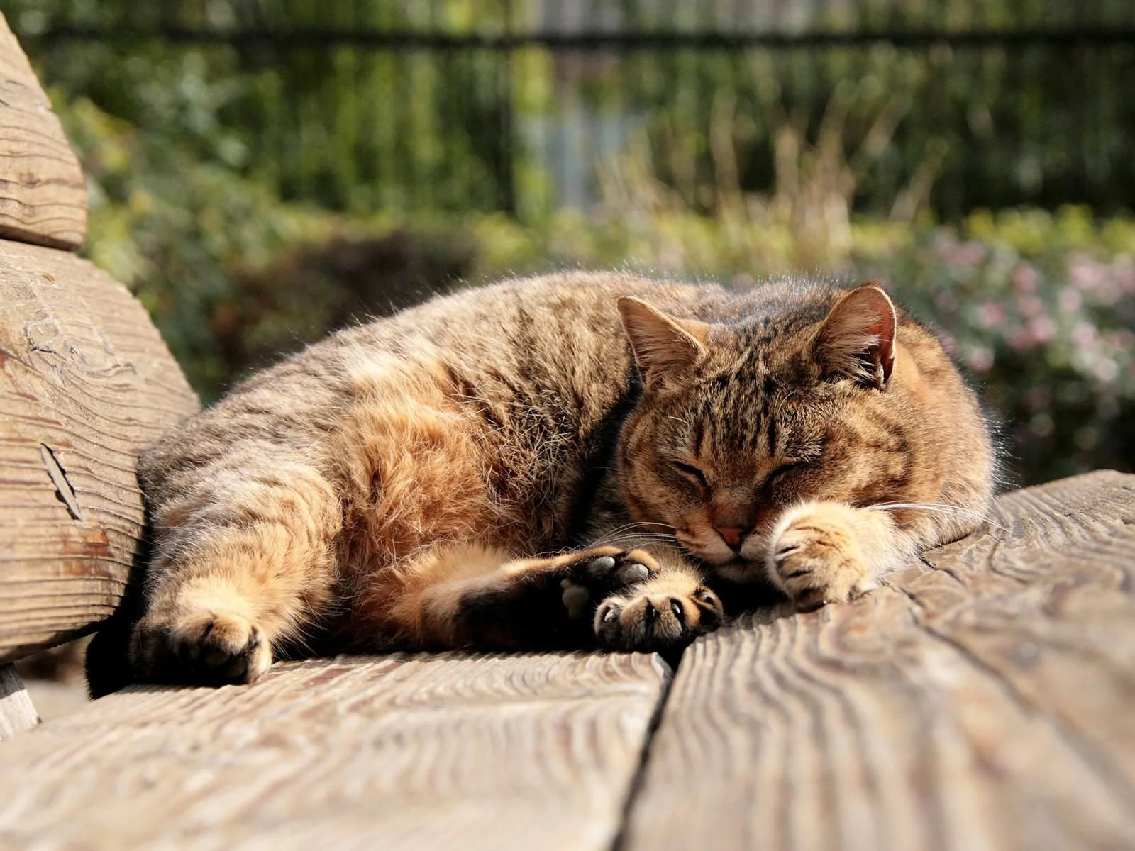 güneşte yatan yaşlı kedi