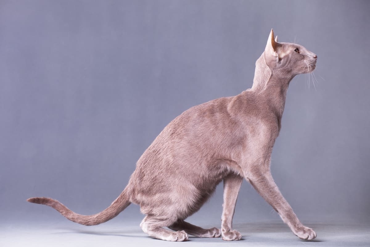 zayıf bir kedi
