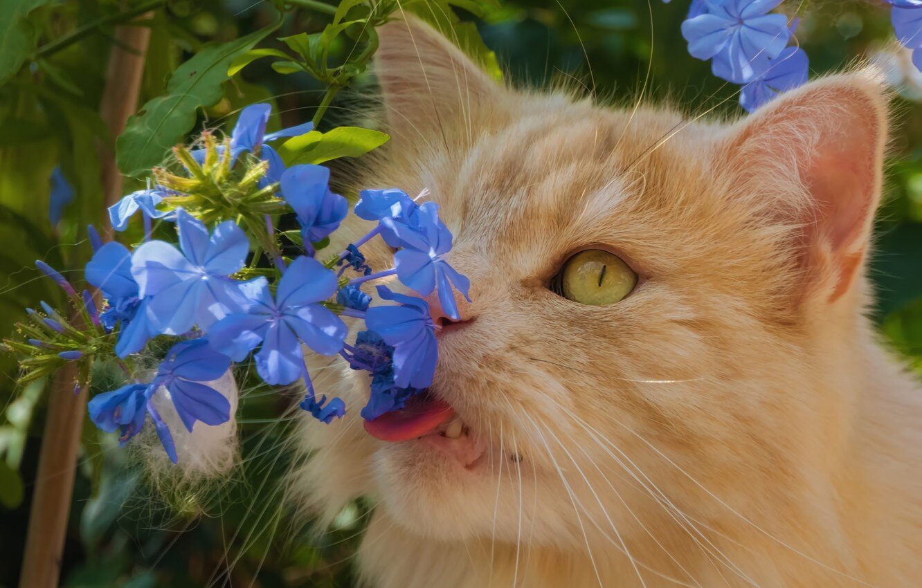 mavi çiçek yalayan kedi