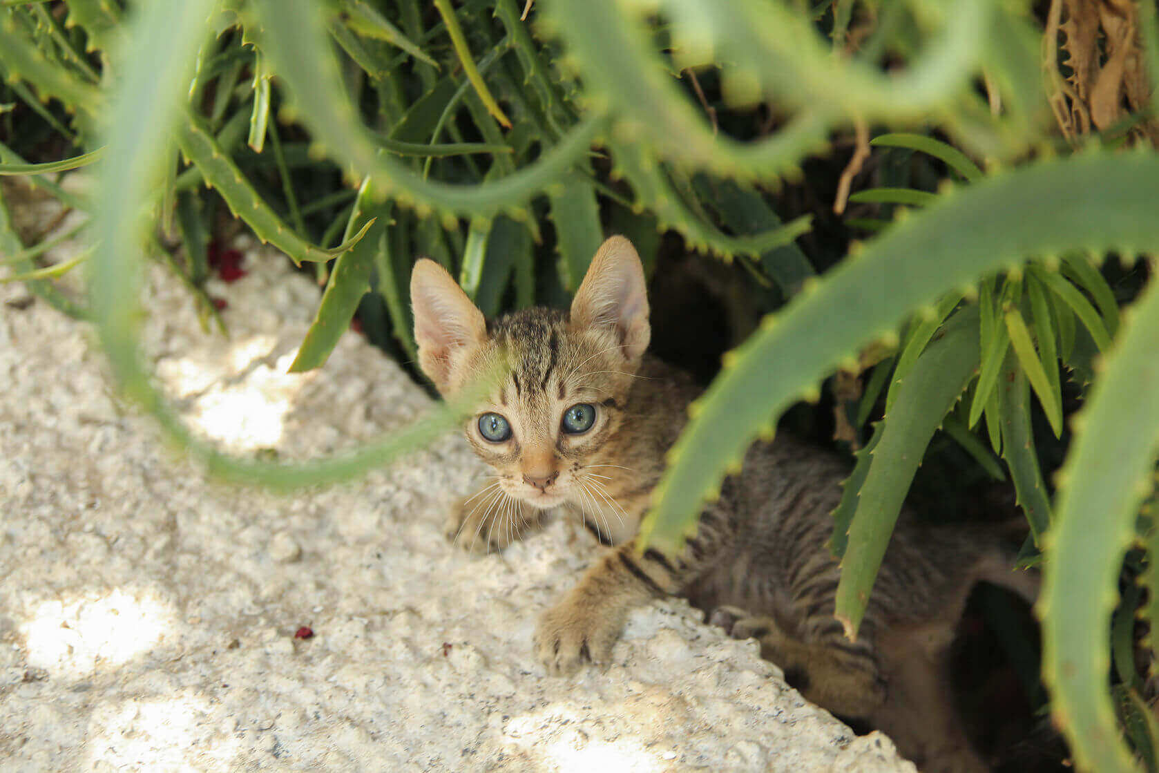 bitkilerin arasında duran kedi