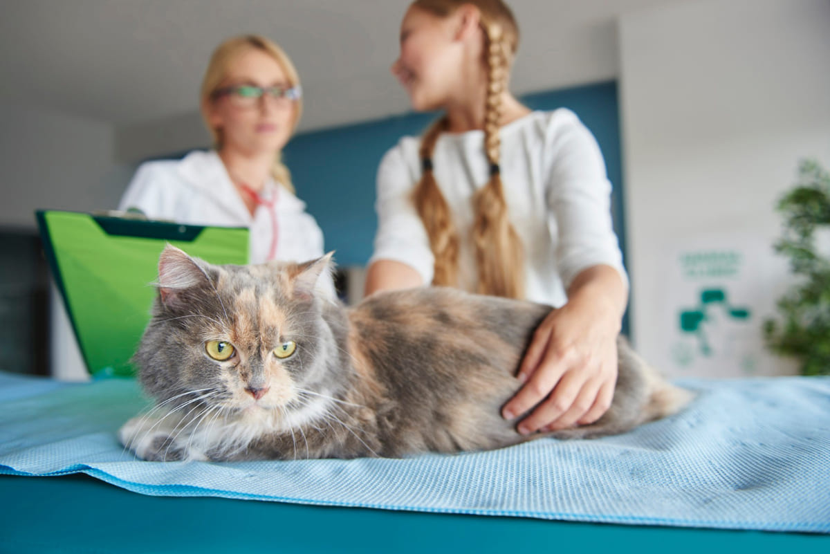 veteriner hekim kontrolünde kedi