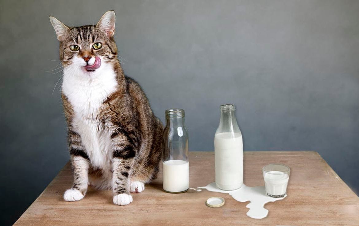 Кот лакает молоко