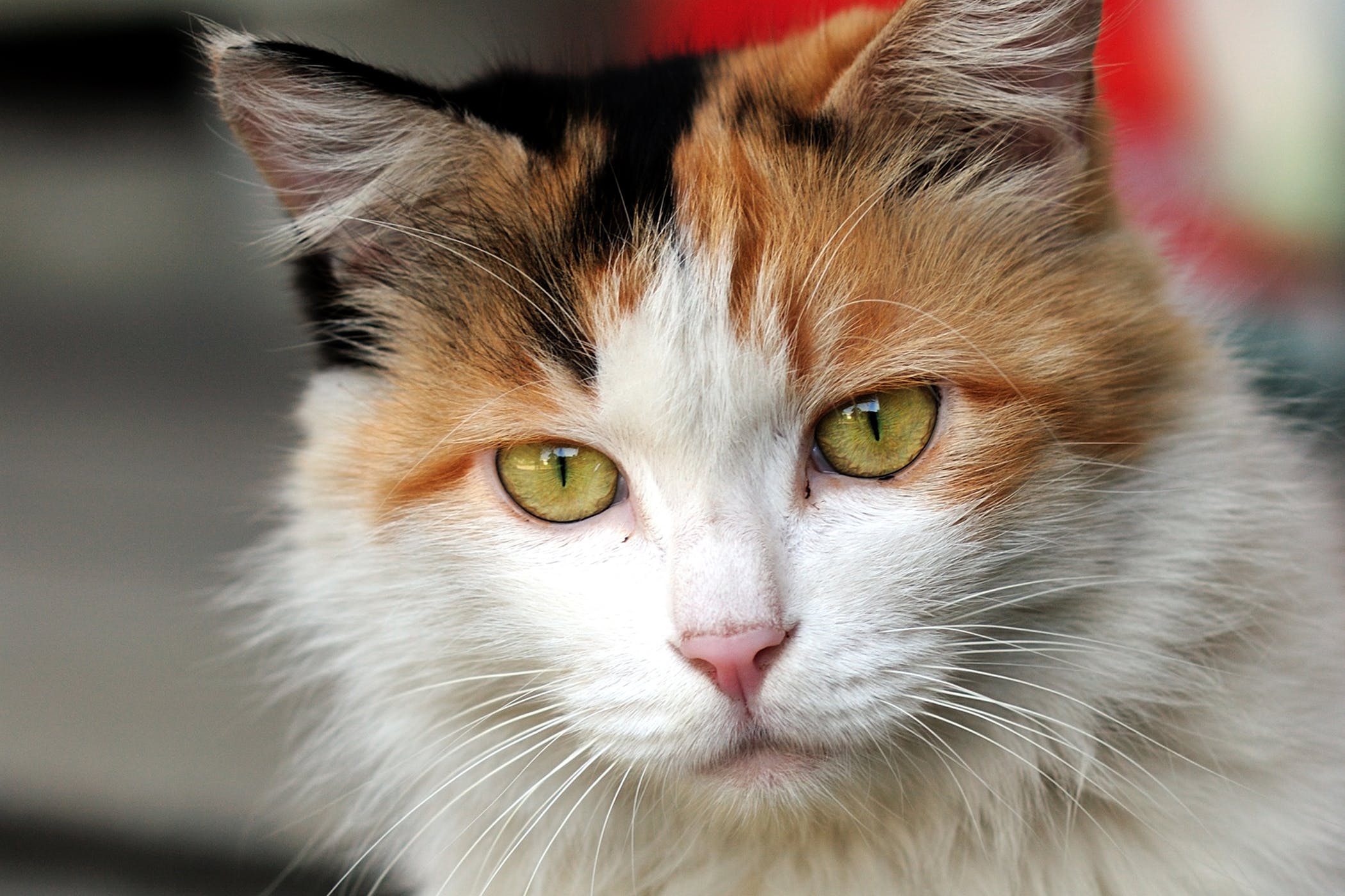 beyaz turuncu tüylü yeşil gözlü kedi