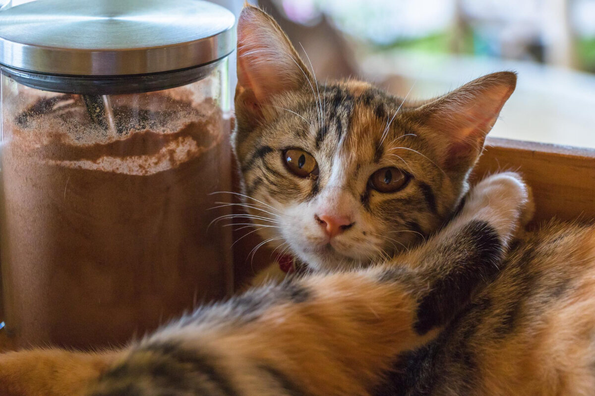 kakao kavanozunun yanında yatan kedi