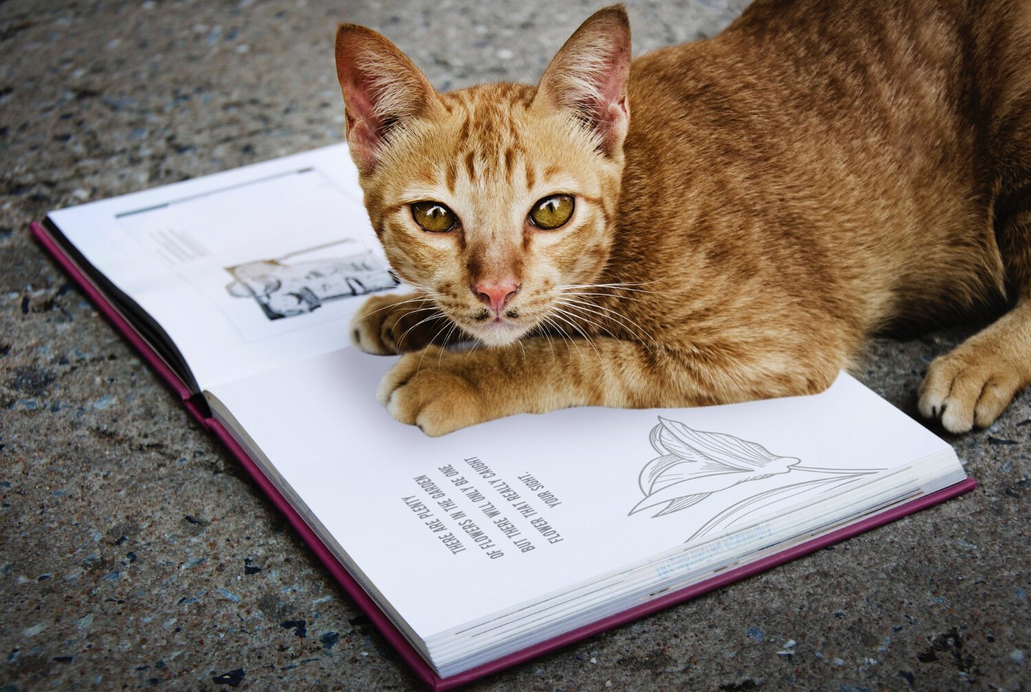 açık kitabın üzerine patilerini koyup uzanan kedi