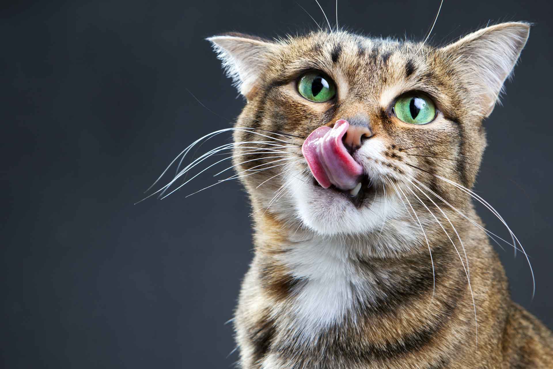 ağzını burnunu yalayan kedi