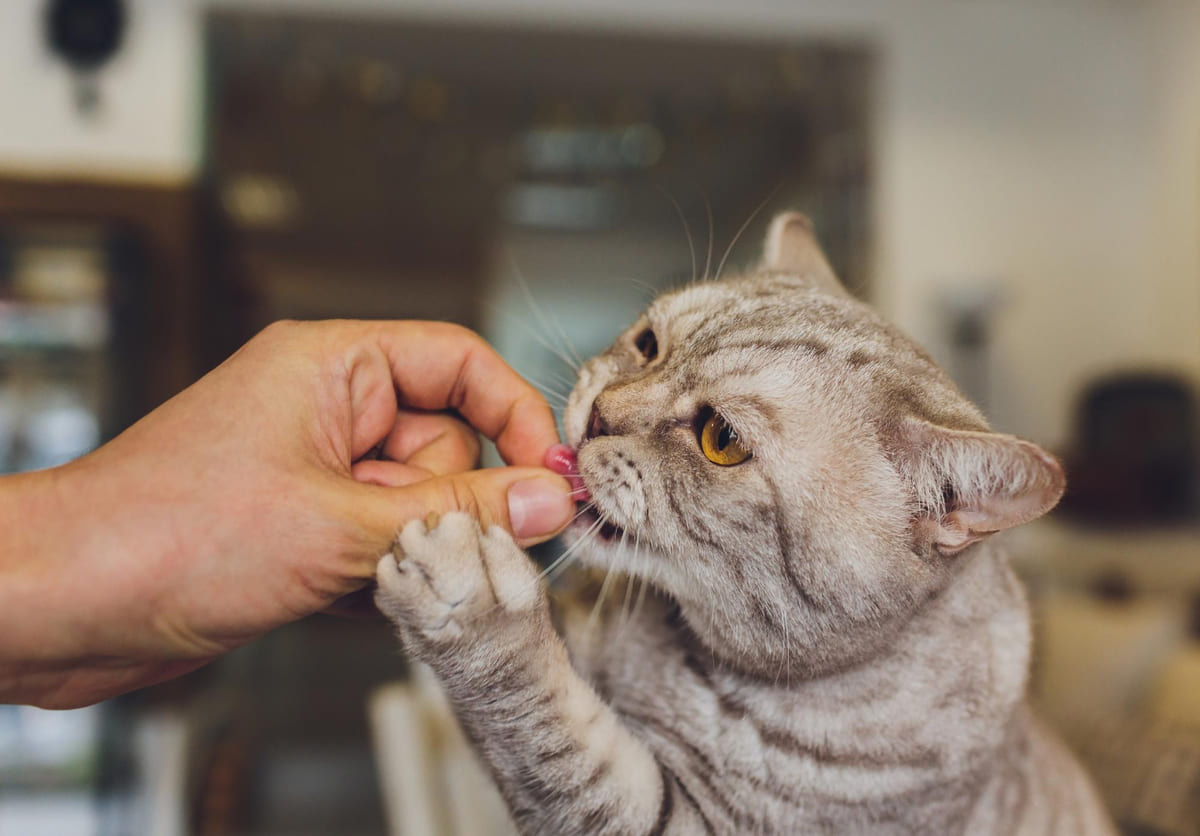 sahibinin elinden mama yiyen kedi