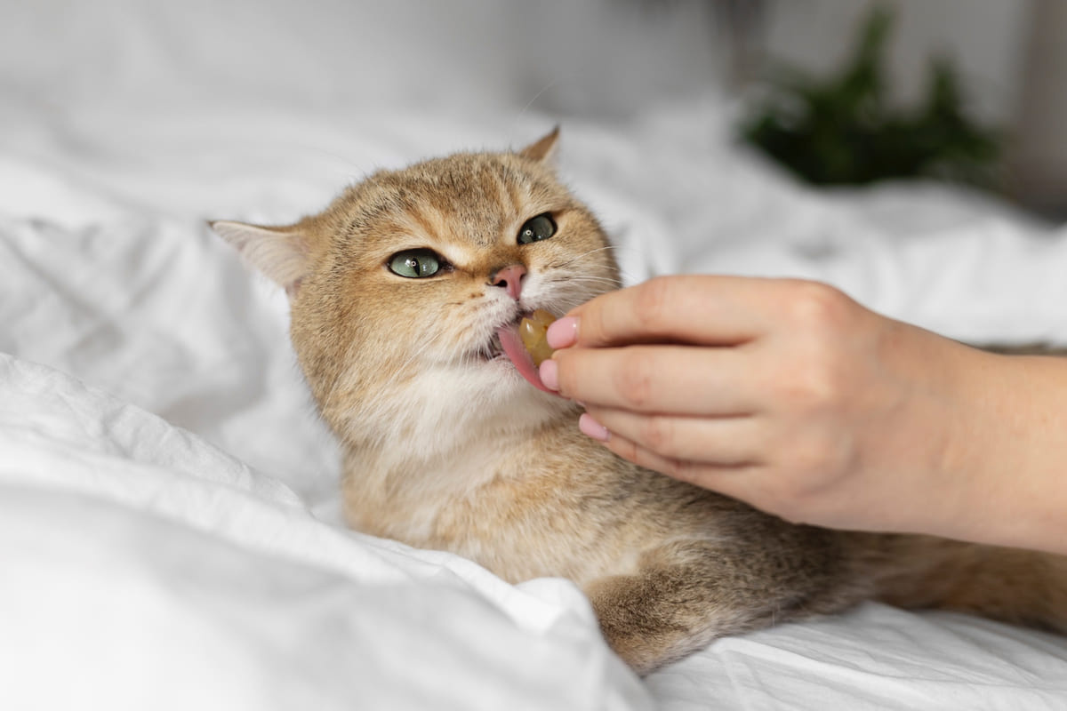 ödül maması yiyen kedi