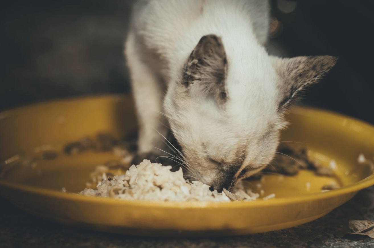 pirinç yiyen kedi