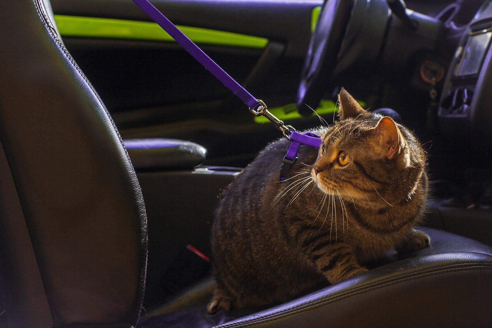 tasmayla araba koltuğunda oturan yetişkin tekir kedi