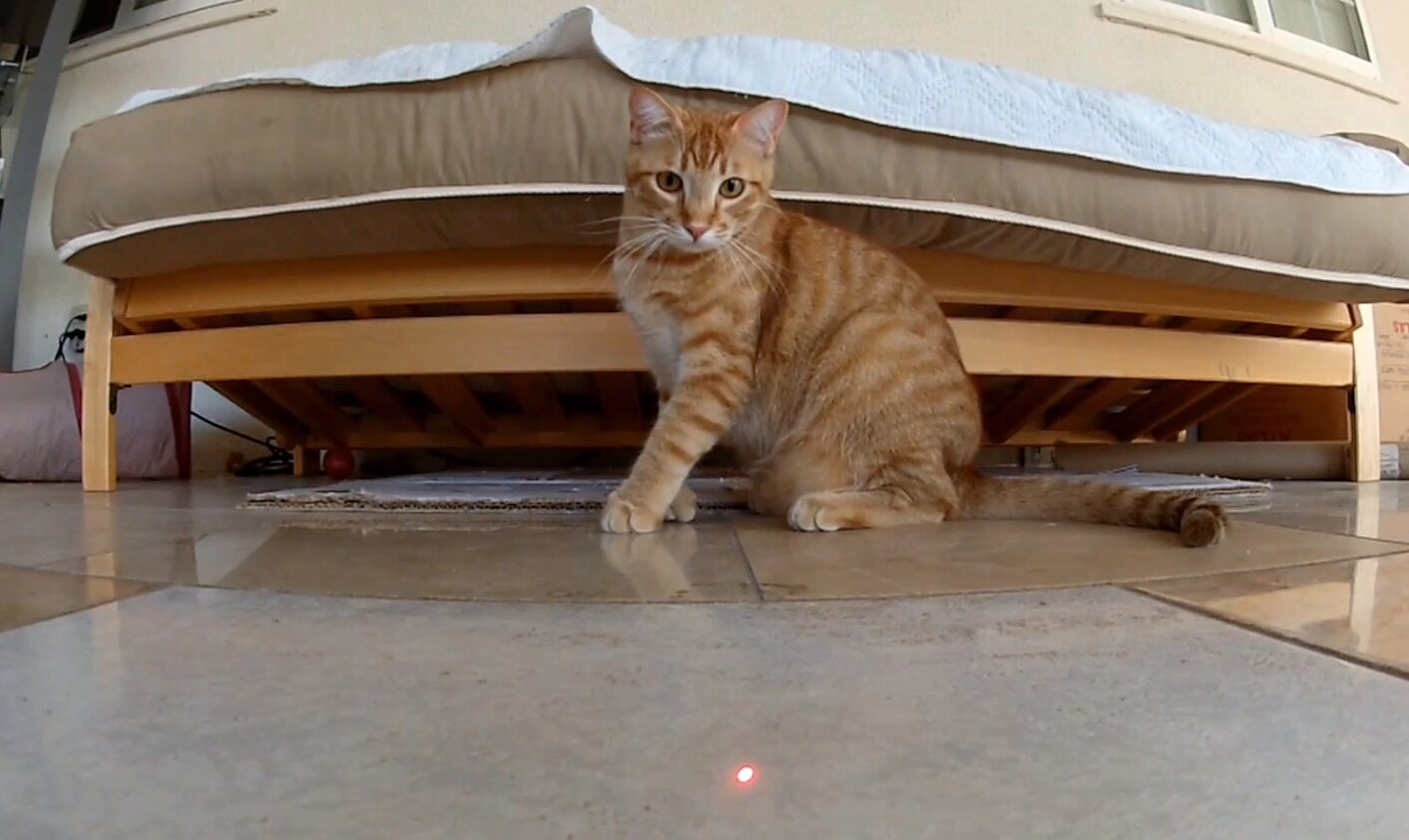 lazer ışığını takip eden kedi