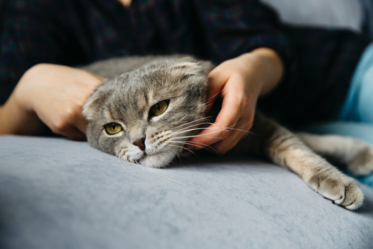 kulakları geride yatan ve insan tarafından sevilen kedi