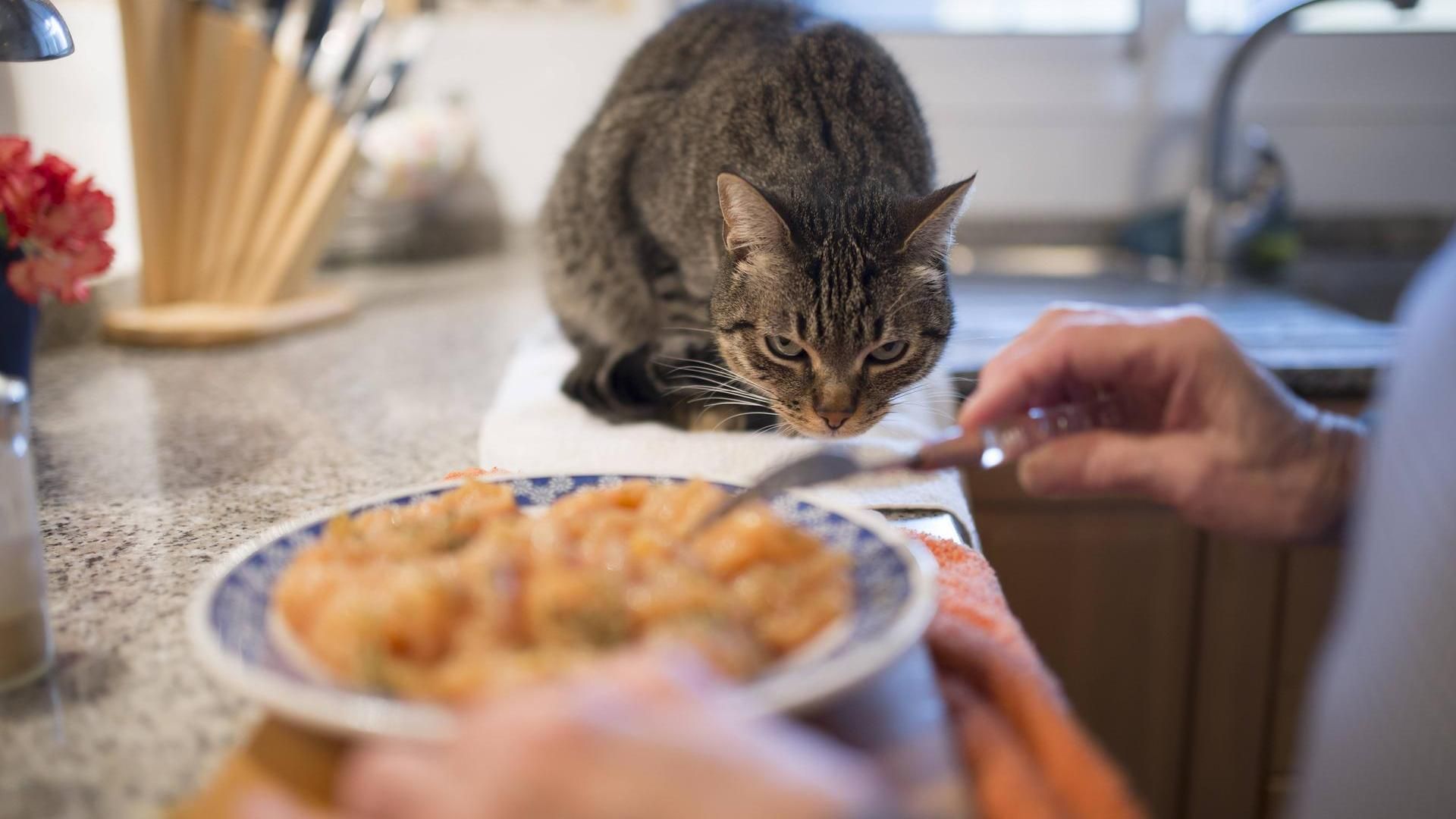 yemek tabağına odaklanan kedi