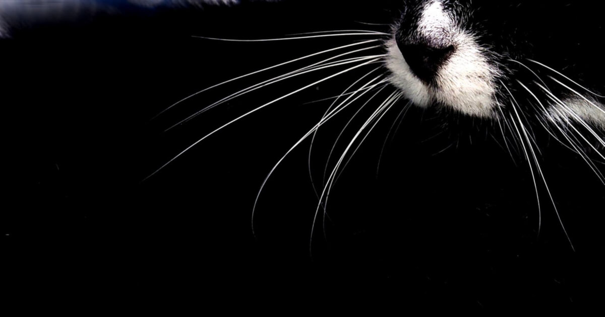 siyah beyaz kedinin bıyığı