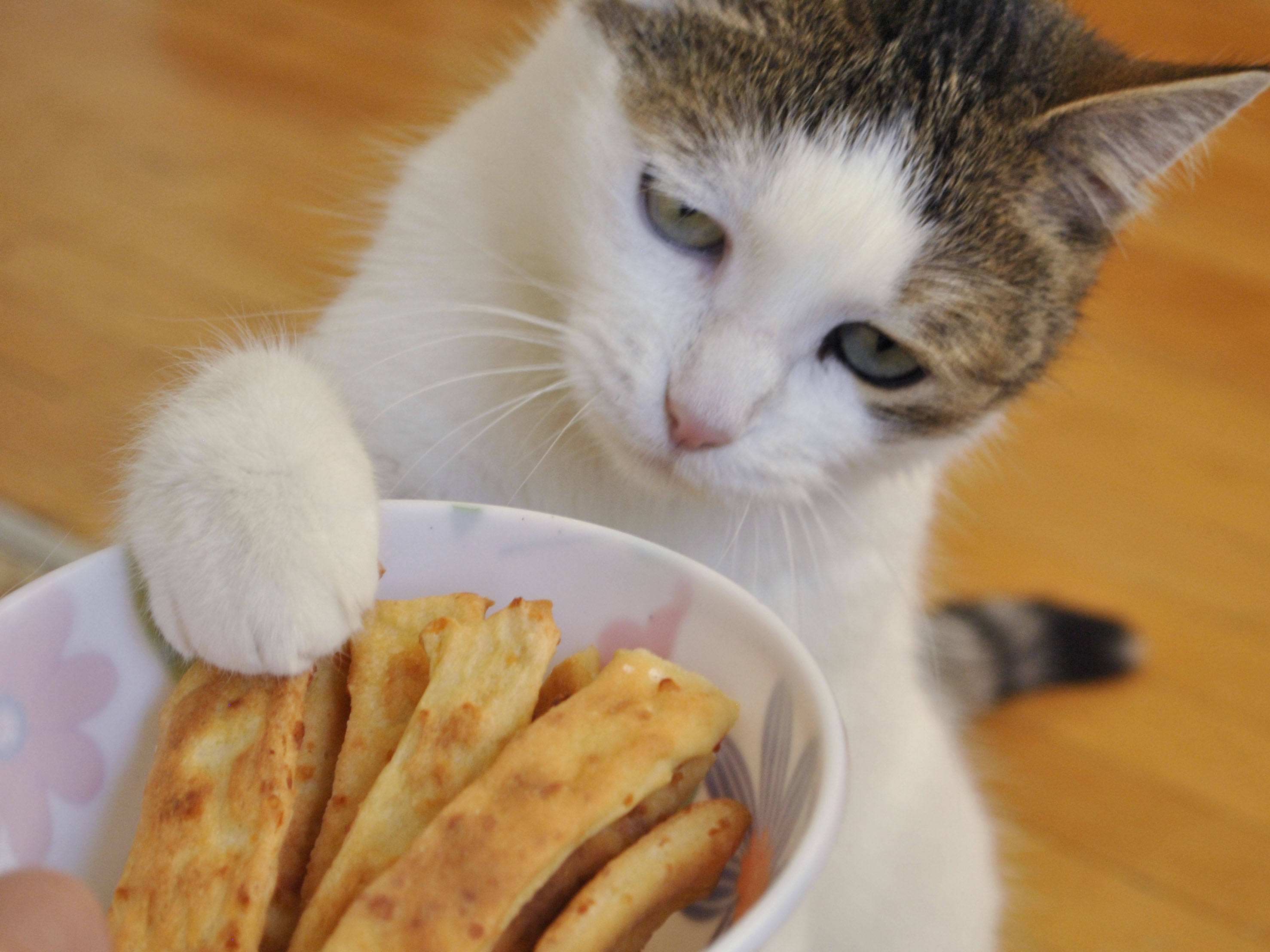 ekmeklere uzanan kedi