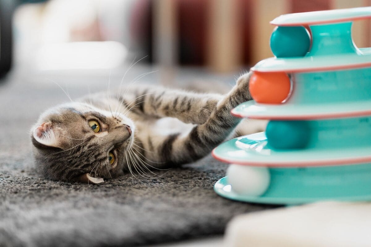 yerde yatıp patisiyle oyuncağa dokunan kedi