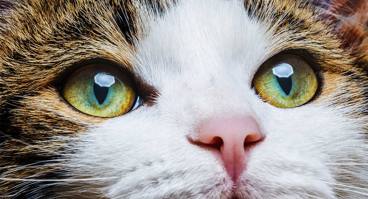 yeşil gözlü kedi