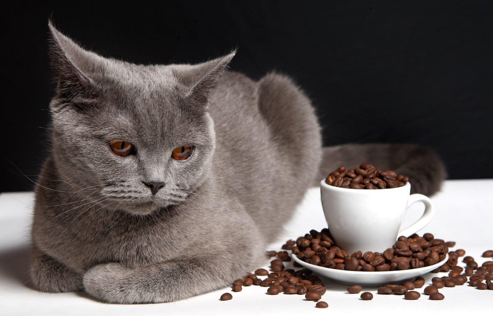 kahve çekirdeklerinin yanında duran kedi