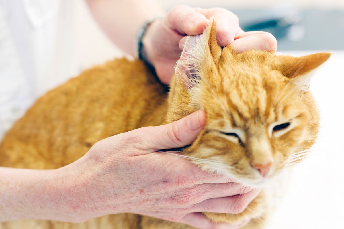 sarı kedinin kulakları veteriner hekim tarafından kontrol ediliyor