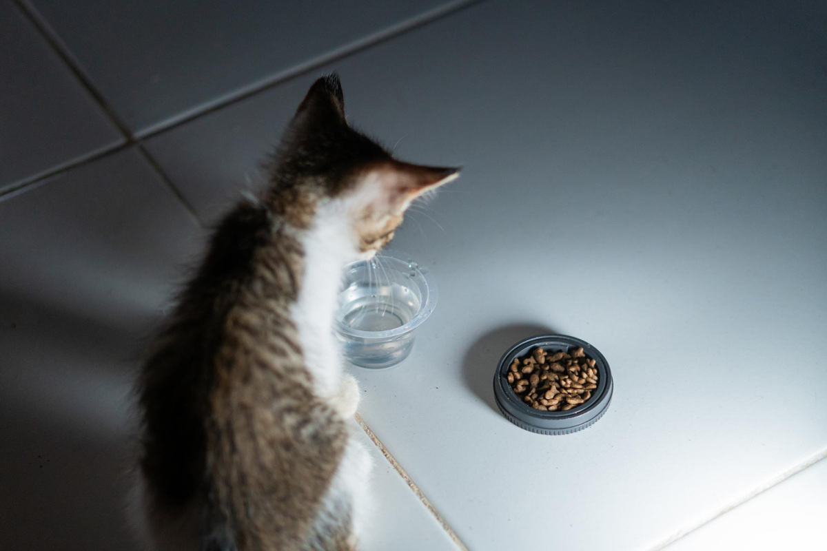 mama ve su kabının başında duran kedi