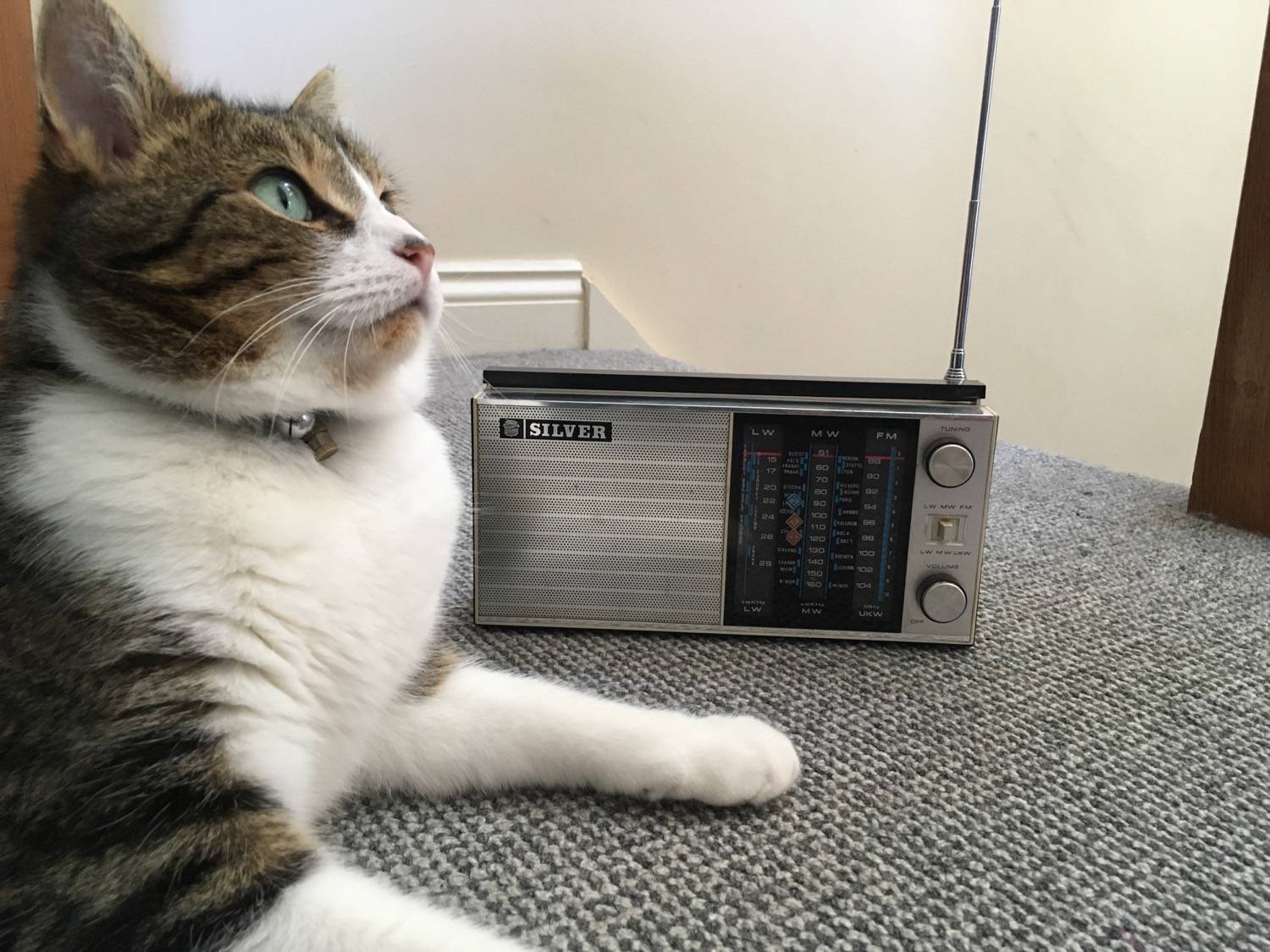 radyo dinleyen tekir kedi