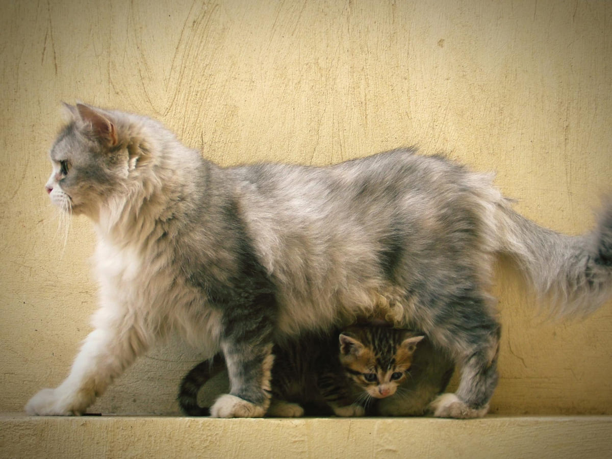 bir yetişkin bir yavru kedi