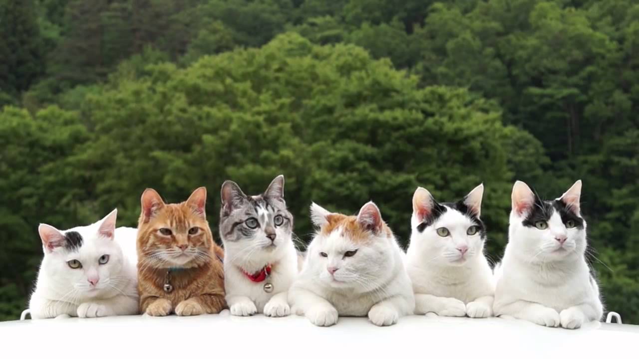 6 котят картинка