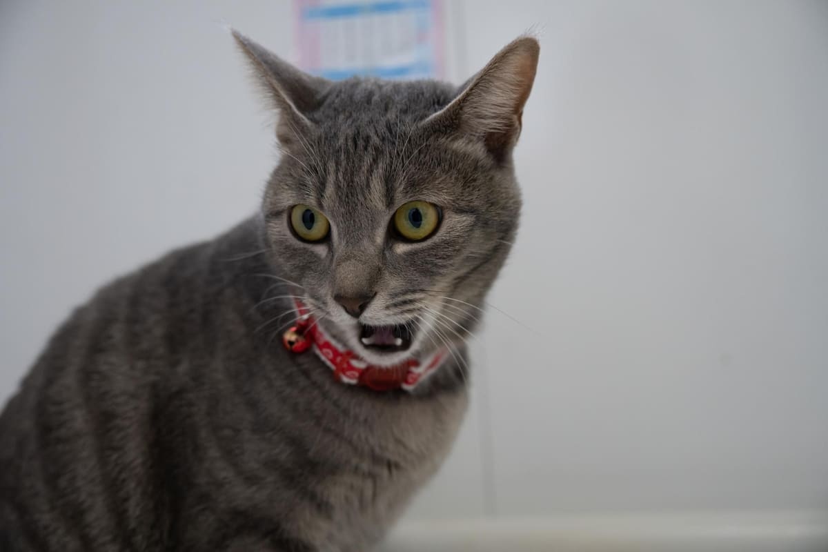 hoşnutsuz görünen gri kedi