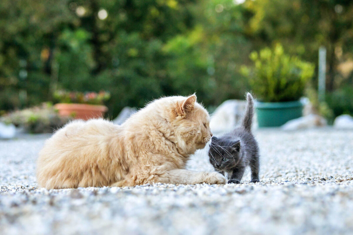 büyük sarı kedi ve yavru gri kedi bir arada dışarıda