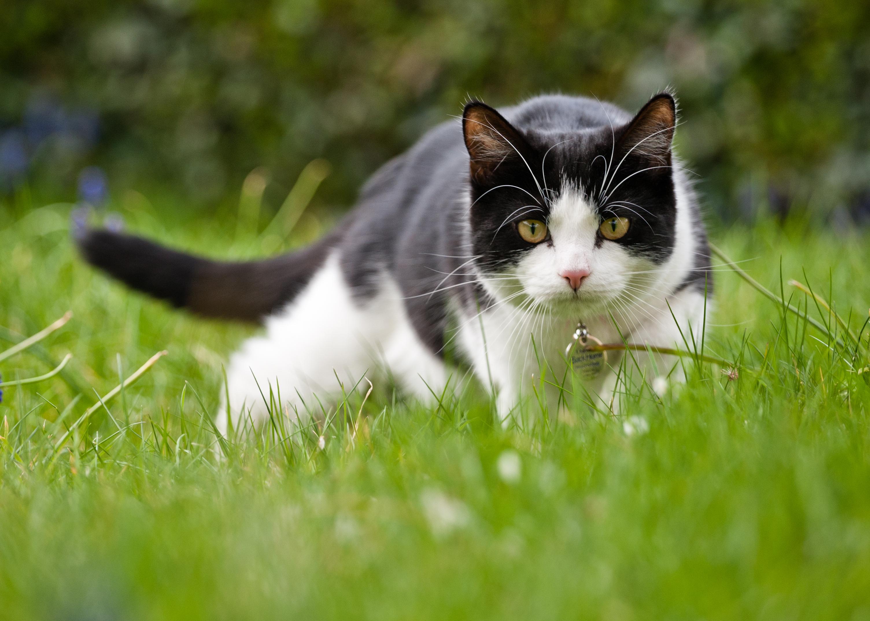 çimlerde duran tasmalı kedi