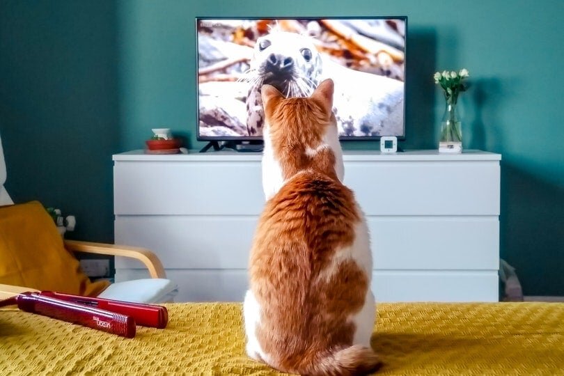 televizyon ekranına bakan kedi