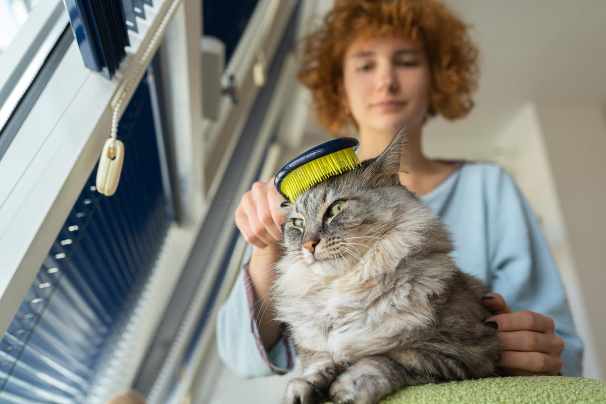 taranan kedi