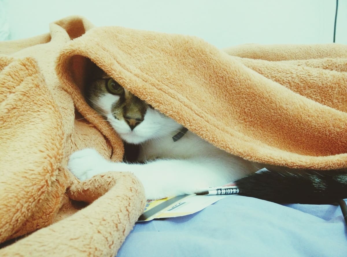 battaniyenin altına saklanan kedi