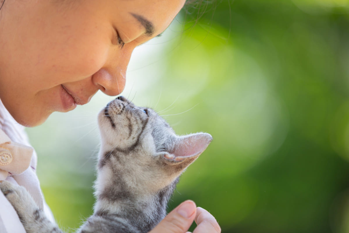 kız çocuğu ve yavru kedi burunlarını birbirine değdiriyor