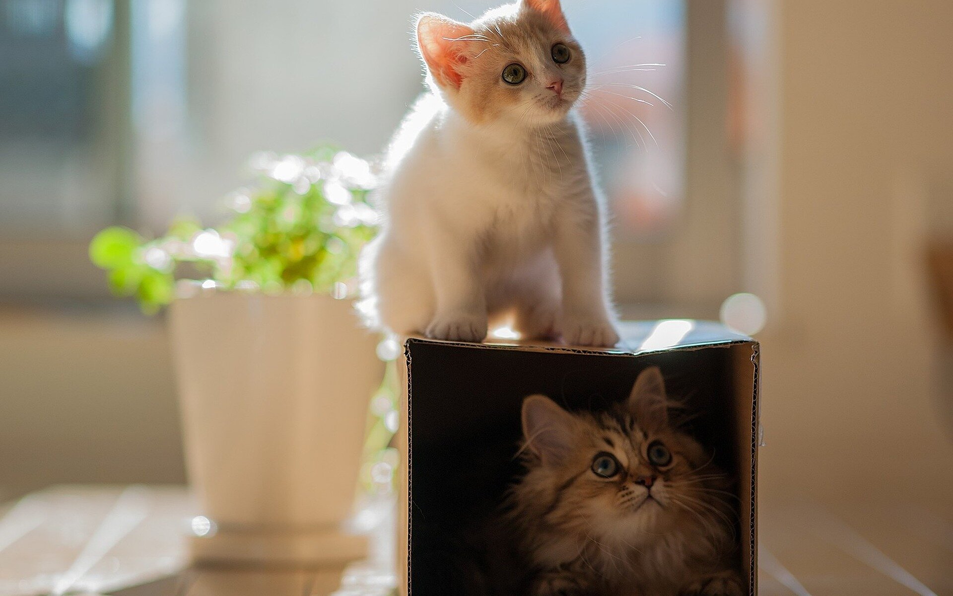 kutu içerisinde uzun tüylü kedi üzerinde yavru kedi