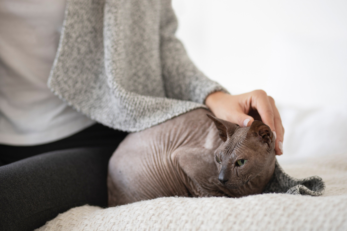 tüysüz kedi ve kadın yan yana, kadın kediyi seviyor