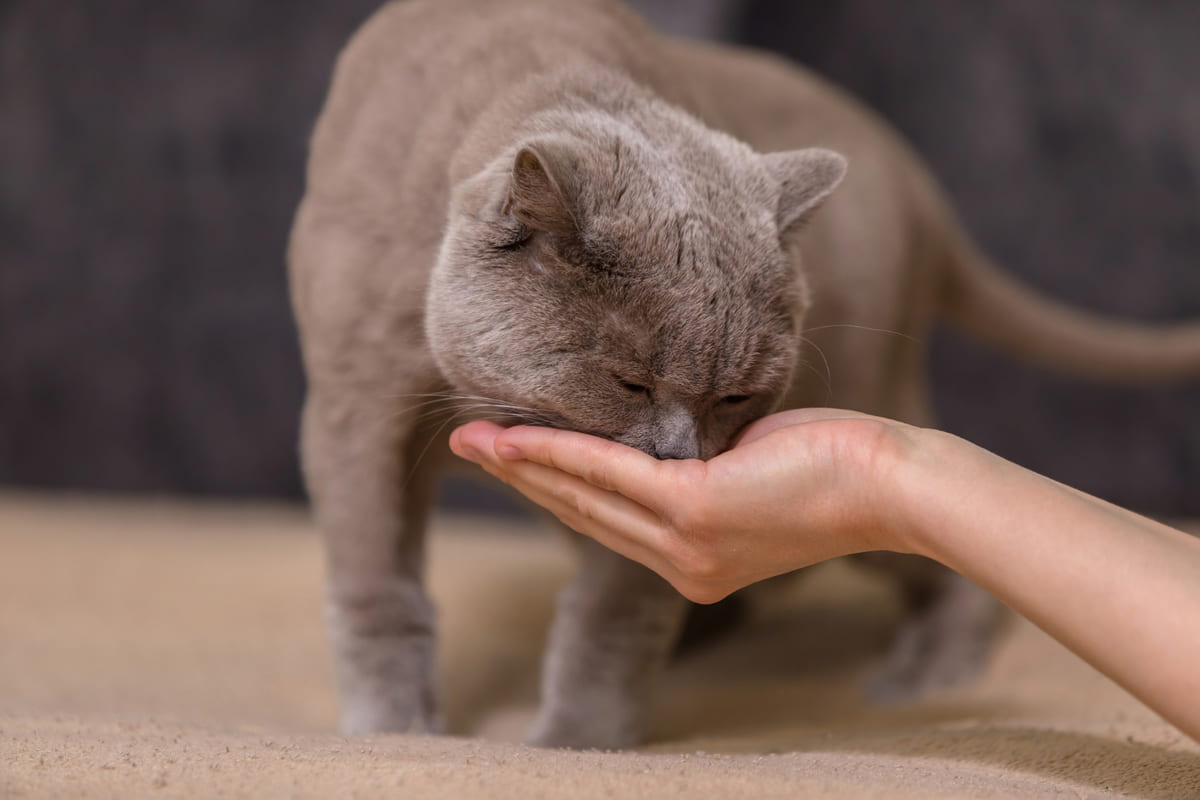 sahibinin avucundan mama yiyen kedi