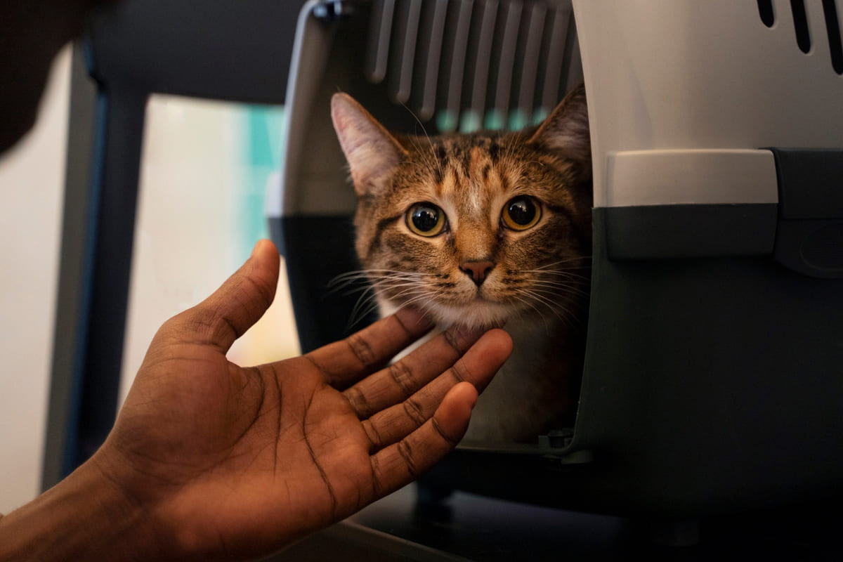 taşıma çantasında oturan ve çenesi okşanan tekir kedi