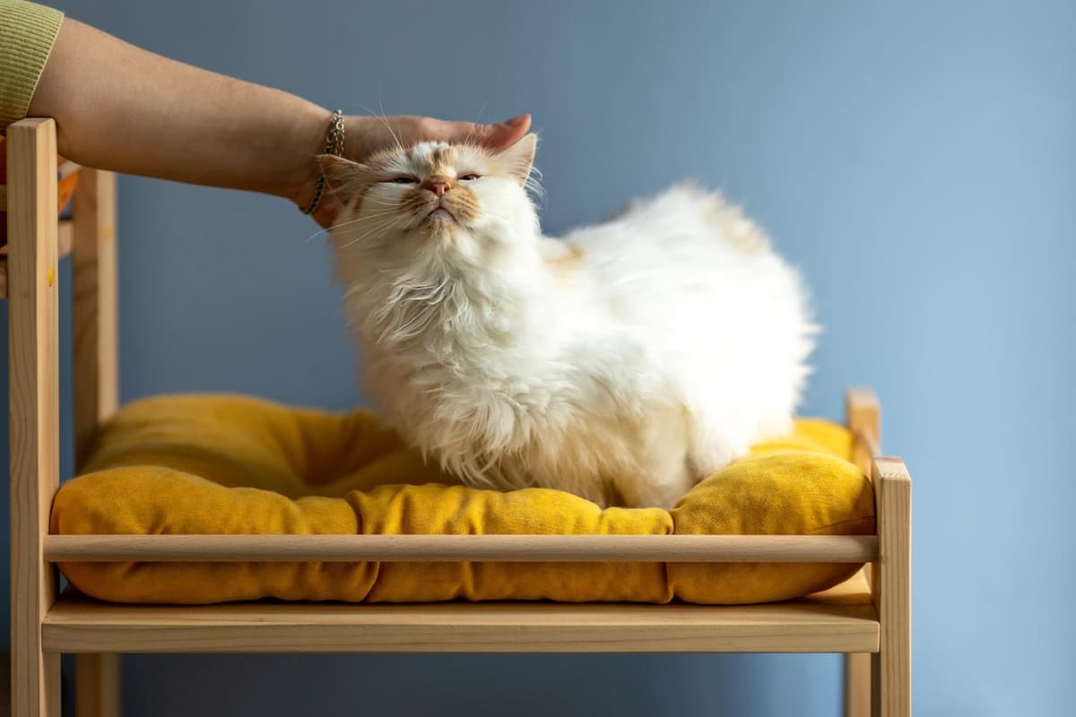 başı okşanan, sarı minderde yatan bir kedi