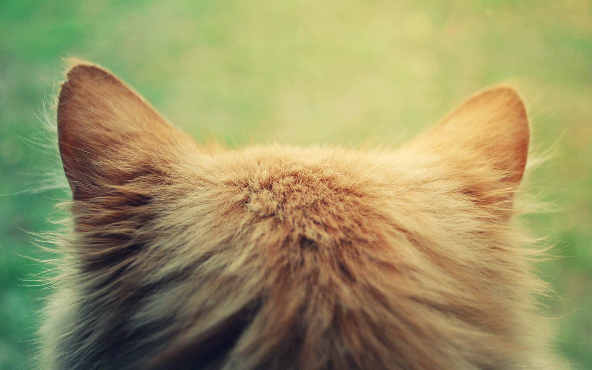 arkası dönük sarı kedinin kulakları