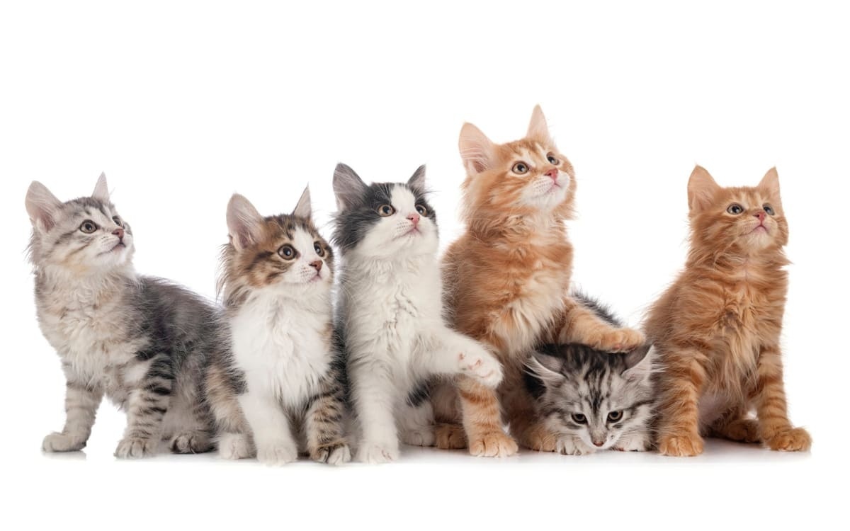 farklı renkte ve ırkta kedi yavruları