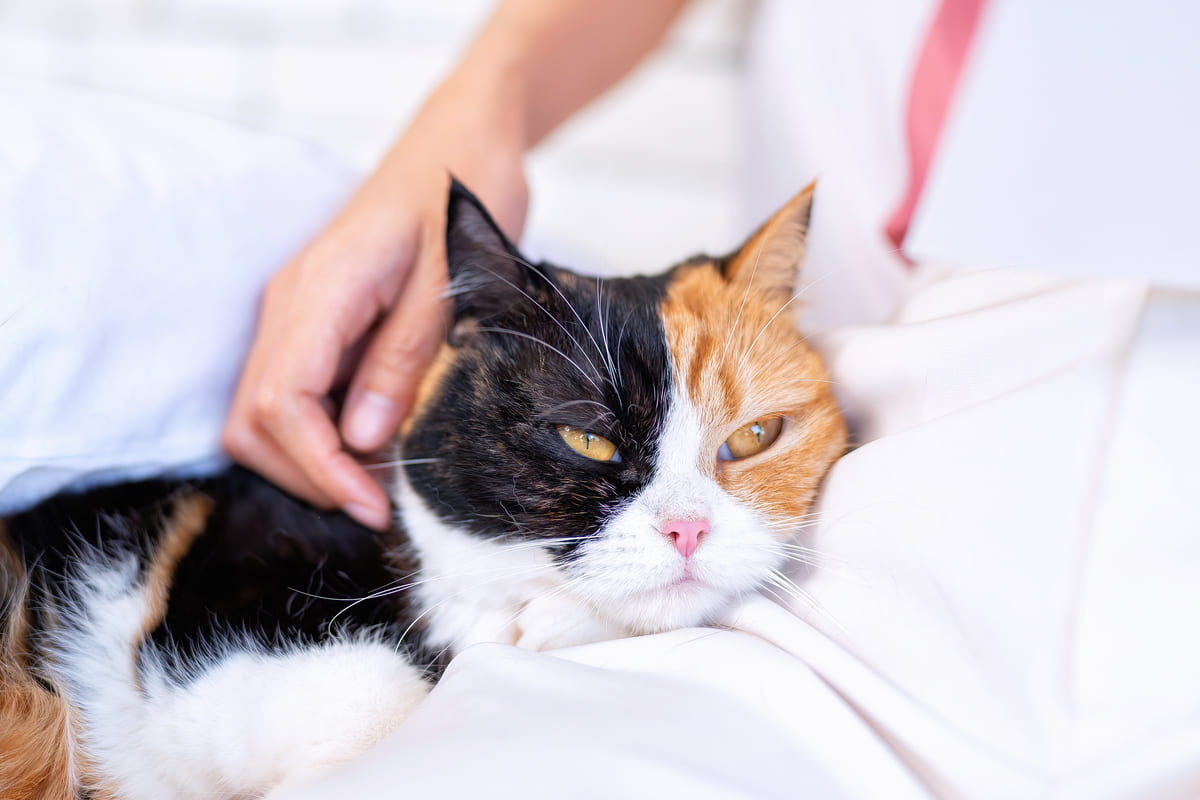 calico tüyleriyle göz alıcı bir görünüme sahip lan yetişkin kedi