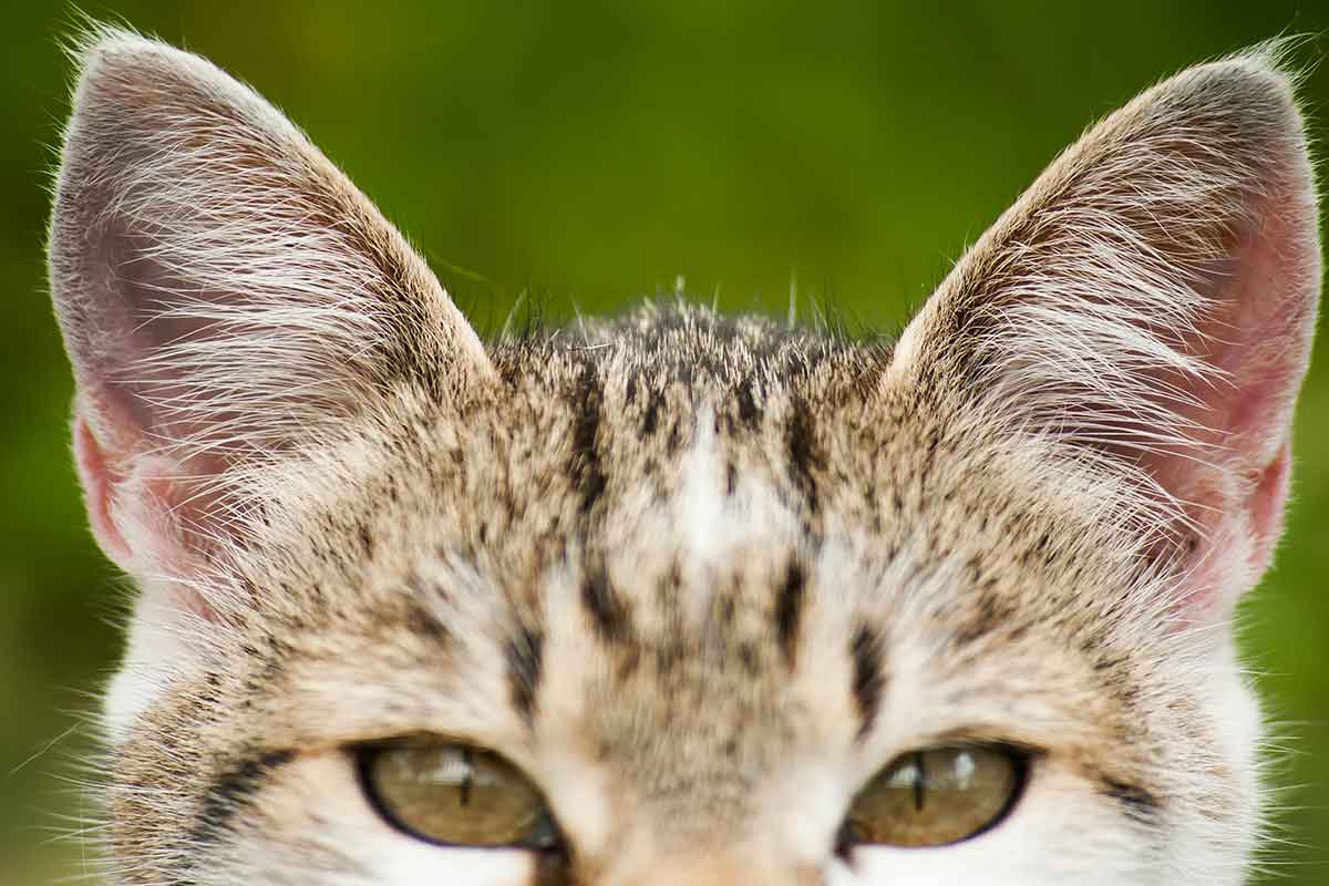 tekir kedinin dik kulakları