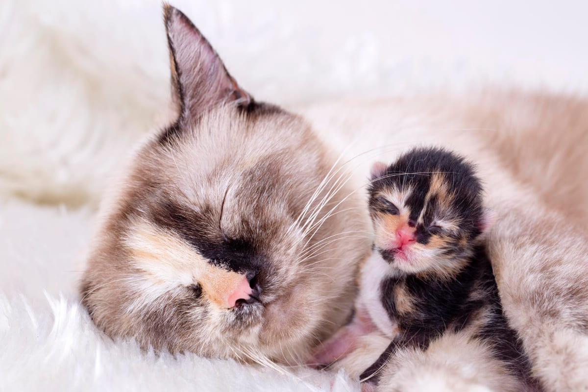 yavrusu anne kedinin yanında