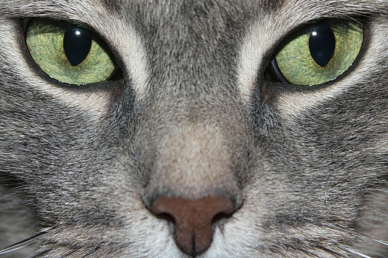 yeşil gözlü gri kedi